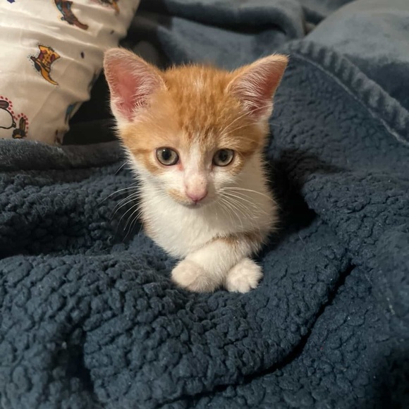 Meet your Posher, K. - Picture 1 of 1